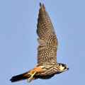 Чеглок фото (Falco subbuteo) - изображение №748 onbird.ru.<br>Источник: www.biodiversityexplorer.org